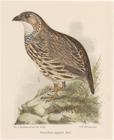 Pernice (francolinus jugularis) da Theo van Hoytema