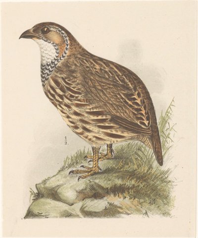 Pernice (francolinus jugularis) da Theo van Hoytema