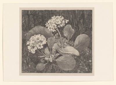 Primula nel muschio da Theo van Hoytema