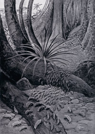 La formica tagliafoglie (litografia) da Theobald Carreras