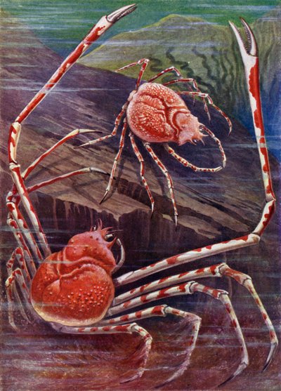 Il granchio gigante del Giappone da Theobald Carreras