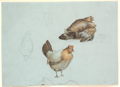 Galline. Studio da Theodor Philipsen