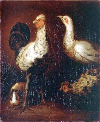 Un gallo, due galline e un porcellino d
