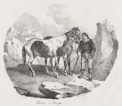 Cavalli dell