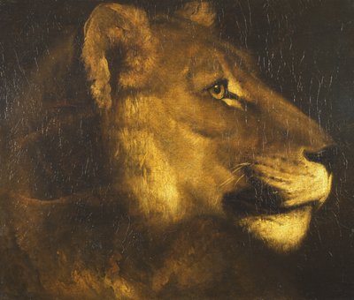 Testa di una leonessa da Theodore Gericault