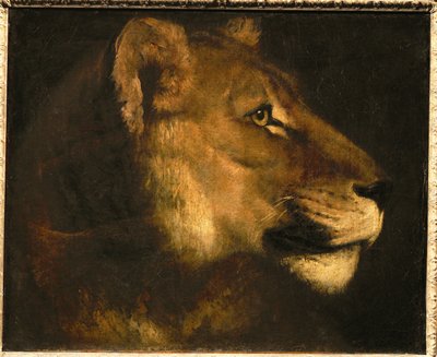 Tete de lionne. Testa di leonessa ... da Theodore Gericault
