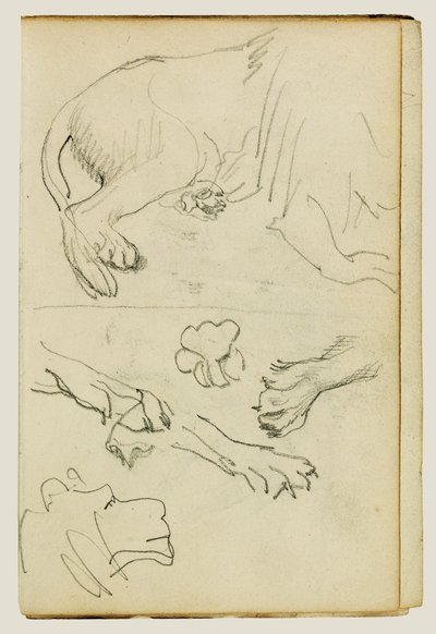 Vari studi di zampe, zampe e testa di leone da Theodore Gericault