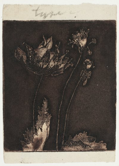 Ultimi papaveri da Theodore Roussel
