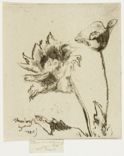 Due fiori da Theodore Roussel