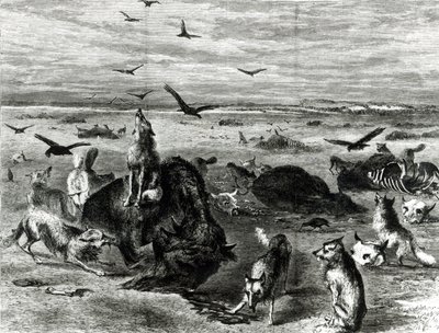 Massacro di bufali nelle pianure, da Harpers Weekly 1872 da Theodore Russell Davis