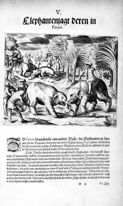 Elefanti che combattono, 1606 da Theodore de Bry