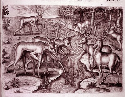 Indiani che usano pelli di cervo per cacciare altri cervi (Incisione) da Theodore de Bry