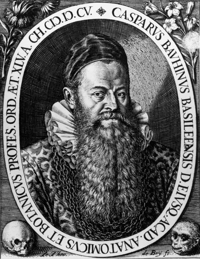 Ritratto di Gaspard Bauhin, botanico svizzero - Incisione di Theodore de Bry da Theodore de Bry
