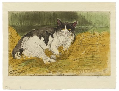Vecchio gatto bianco e nero nell