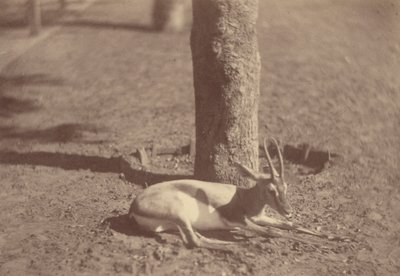 [Gazzella sdraiata contro un albero] da Théodule Devéria