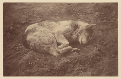 [Cane che dorme] da Théodule Devéria