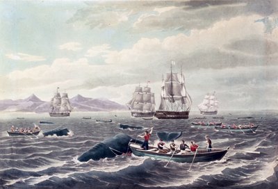 Un banco di capodogli, incisione di J. Hill, pubblicata nel 1838 (acquatinta a colori) da Thomas (after) Birch