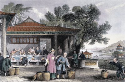 La coltivazione e la preparazione del tè da Thomas Allom