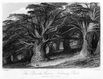 Il boschetto dei druidi, Norbury Park, Surrey da Thomas Allom