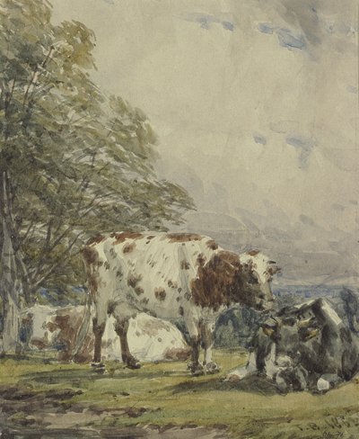 Studio di bovini, XIX secolo da Thomas Baker