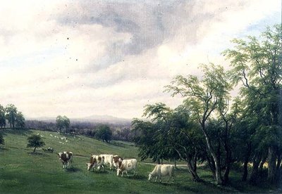 Bovini al pascolo nel parco da Thomas Baker