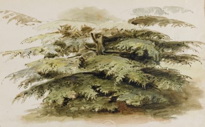 Studio di un albero di cedro a Merton da Thomas Baxter
