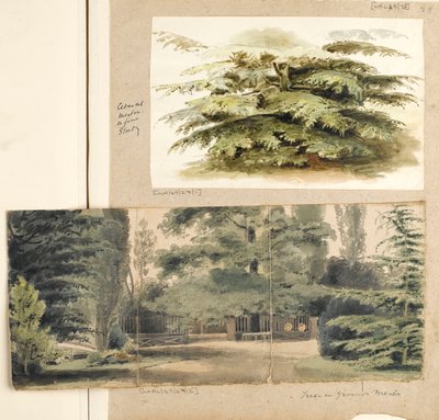 Studio di un cedro a Merton da Thomas Baxter