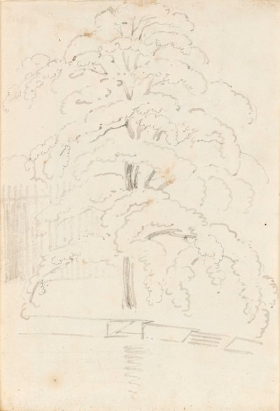 Studio di un albero sull
