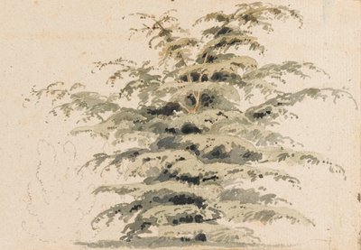 Studio di un albero di cedro da Thomas Baxter