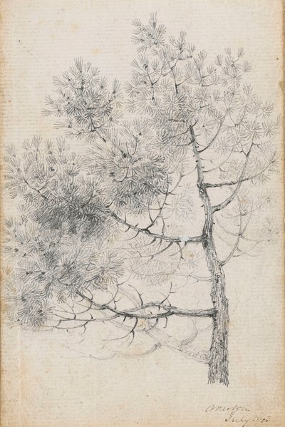 Studio di un pino a Merton (recto) da Thomas Baxter