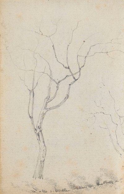 Studio di piccoli alberi con arbusti bassi sotto di loro (verso) da Thomas Baxter
