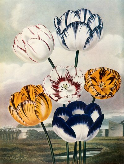 Tulipani, c. 1802-1821, 1948 da Thomas Baxter