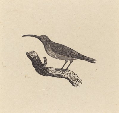 Un uccello da Thomas Bewick