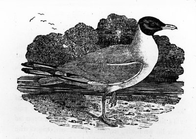 Gabbiano Testa Nera, illustrazione da 