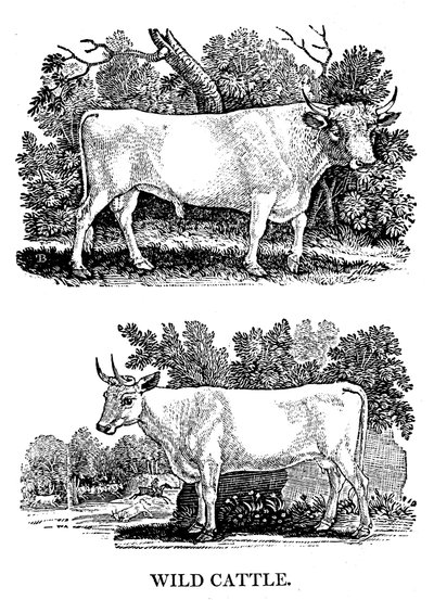 Bovini selvatici o da parco britannici, 1790 da Thomas Bewick