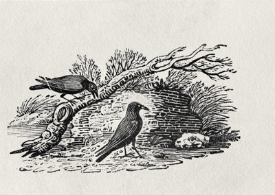 Corvi (Corvus corone corone) da 
