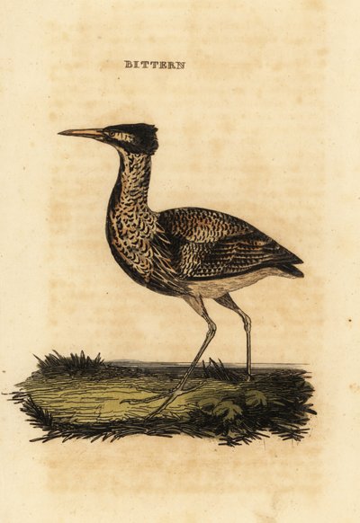 Tarabuso eurasiatico o tarabuso maggiore, Botaurus stellaris da Thomas Bewick