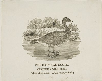 Oca grigia Lag da Thomas Bewick