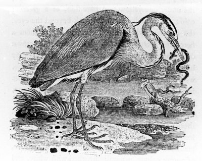 Airone, illustrazione da 