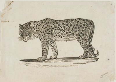 Leopardo da Thomas Bewick