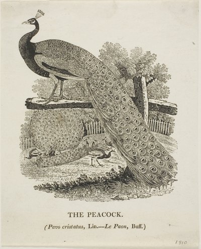 Pavone da Thomas Bewick