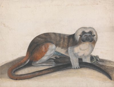 Studio per "Il Pinche o Scimmia dalla Coda Rossa" (precedentemente il Marmoset Cottenhead) da Thomas Bewick