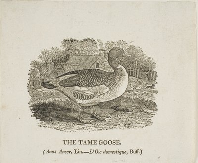 Oca domata da Thomas Bewick