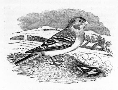 Tawny Bunting, illustrazione da 