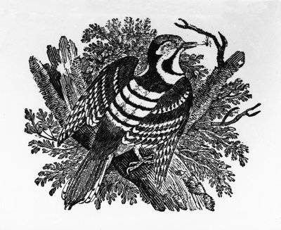 Il picchio barrato, illustrazione da 