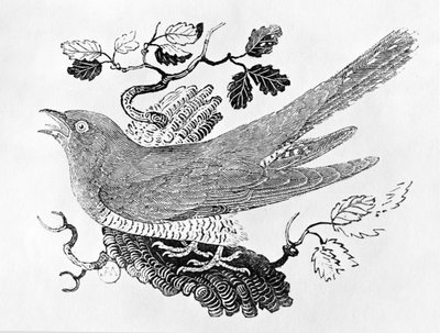 Il cuculo (Cuculus canorus) dalla 