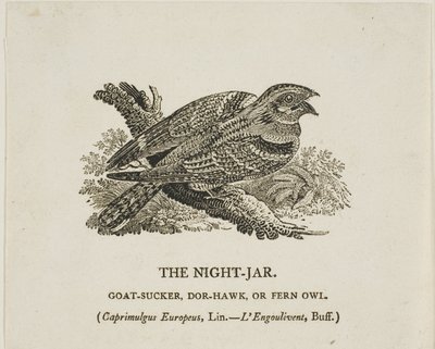 Il vaso da notte da Thomas Bewick