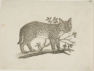 Il servalo da Thomas Bewick