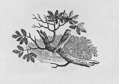 Lo sparviero (Accipiter nisus) dalla 