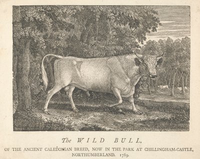 Il toro selvatico, della razza antica caledoniana, ora nel parco, al castello di Chillingham, Northumberland da Thomas Bewick